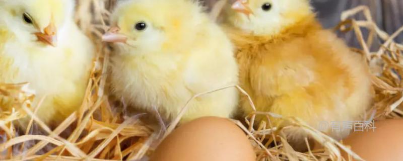 如何正确控制孵化小鸡的温度和孵化天数