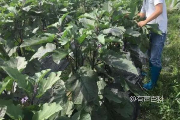 为了符合百度SEO规范，建议将文章标题修改为更具搜索引擎友好的形式。可以考虑修改为：“茄子生长期需施什么肥料？”