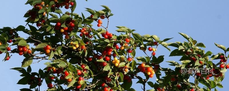 山茱萸，又称“红果”、“山楂”或“山里红”