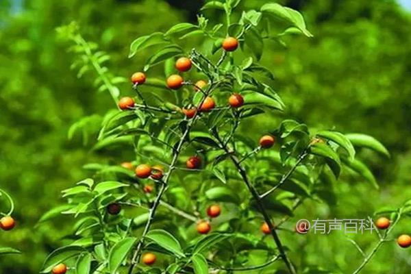 中国危险植物Top8 - 十分危险，谨慎防范