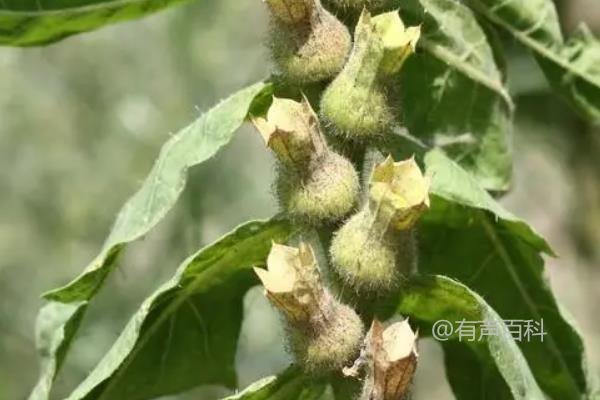 中国危险植物Top8 - 十分危险，谨慎防范