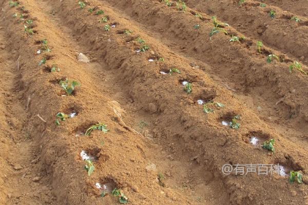 紫薯种植时间和方法，温度达到15℃左右时如何育苗