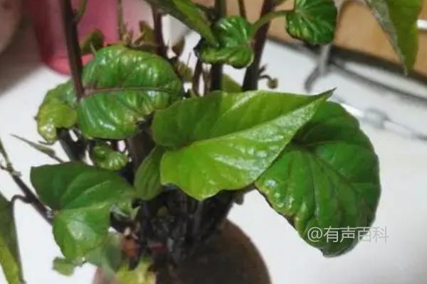 紫薯种植时间和方法，温度达到15℃左右时如何育苗