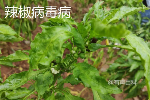 "辣椒病虫害的防治方法及针对性药物使用指南"