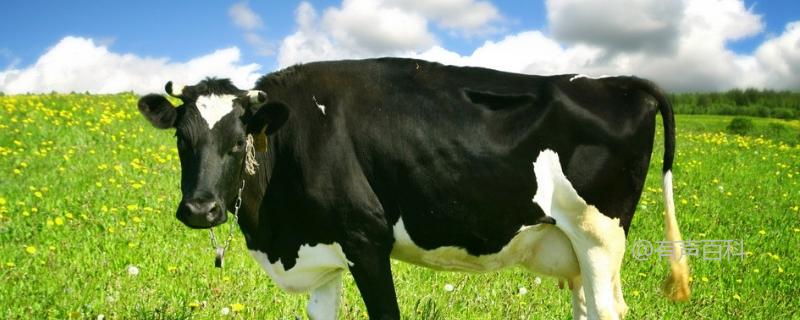 冬季奶牛高效养殖技术解析：饲料标准附