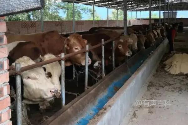 牛怕淋雨吗？探讨牛科动物对雨水的反应