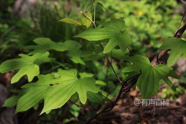 清明节前后适合种植穿山龙的技术