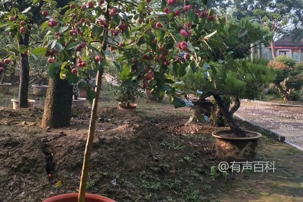 贵人果种植要点，附种植管理技巧