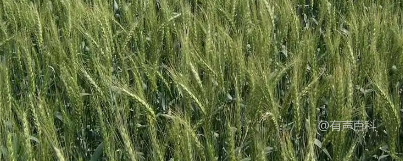 万丰269小麦的特征与优势分析