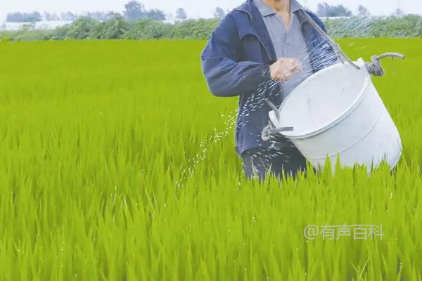 稻田喷洒除草剂后需等多久才能灌溉水？