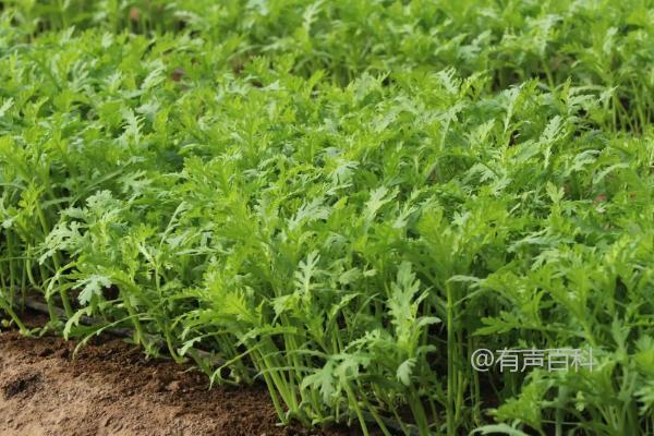 大叶茼蒿种植方法：如何选择肥沃疏松的砂壤土