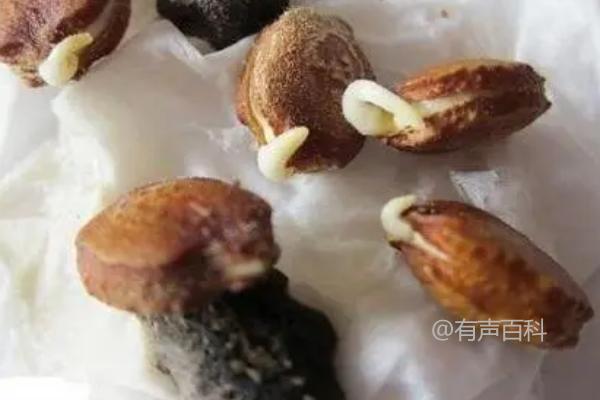 苦瓜育苗技术：正确的温水浸种方法