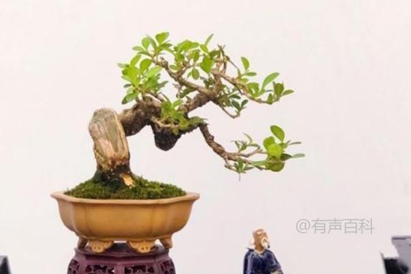 黄杨苗价格及盆栽种植要点