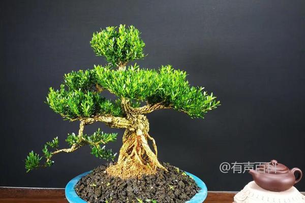 黄杨苗价格及盆栽种植要点