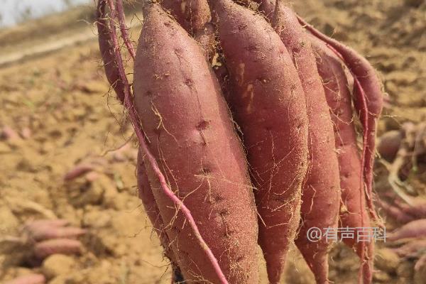 玛莎莉红薯品种详解 - 植物种植指南