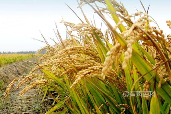 通系942水稻种子特点，4月中旬播种