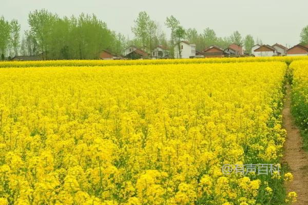 根据百度SEO规范，文章标题应具有吸引力、包含关键词、并能准确描述文章内容。以下是几个经过优化的标题示例：

1. **油菜生长周期全解析：从播种到收获的详细指南**
2. **油菜生长周期详解：各阶段管理技巧和注意事项**
3. **如何掌握油菜生长周期：高产油菜种植技巧**
4. **油菜生长周期一览：提高产量的关键阶段**
5. **全面了解油菜生长周期：科学种植与管理策略**

这些标题不仅突出了“油菜生长周期”这一关键词，还增加了吸引力，使读者更有兴趣点击阅读。