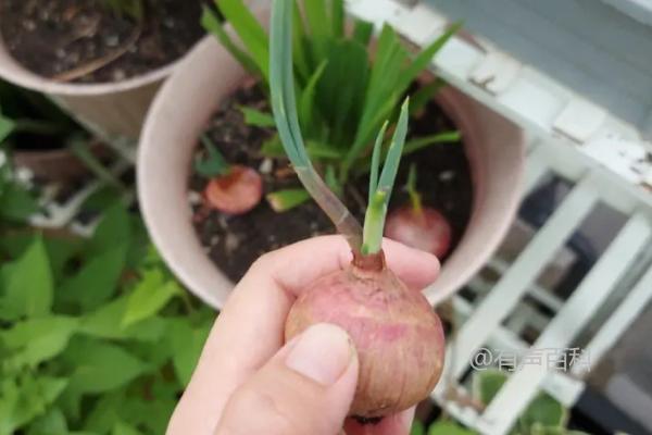 洋葱发芽了能种植吗？发芽后还能种植吗？