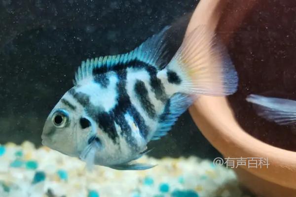 迷你鹦鹉鱼适合飞行后多久进行喂食？约7天后即可开始饲喂