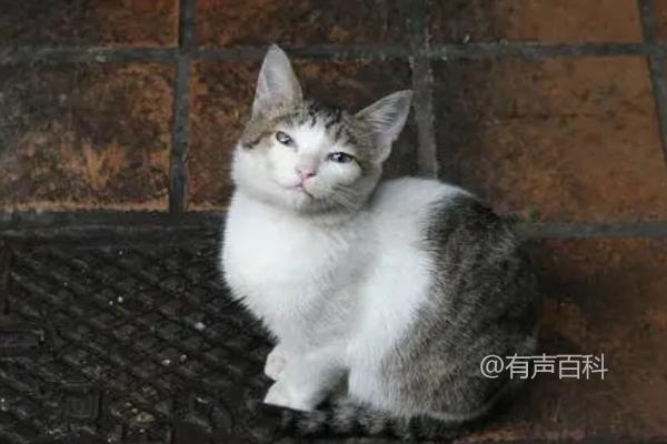 收养流浪猫的注意事项：洗澡、驱虫和疫苗接种是必不可少的。