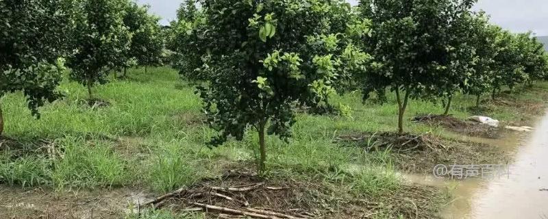 狂风暴雨后果园管理注意事项：排水、割草、防