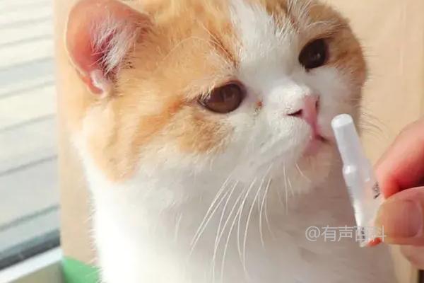 猫咪驱虫药有哪些种类，体内和体外驱虫药选择要注意