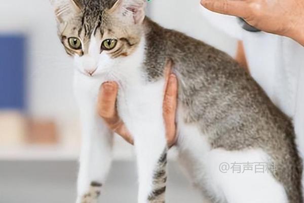 猫咪驱虫药有哪些种类，体内和体外驱虫药选择要注意