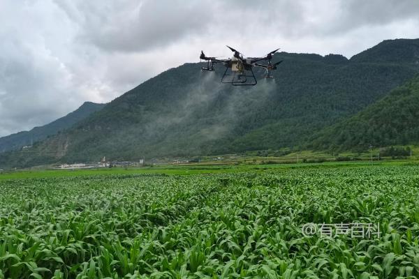 当涉及到玉米地蜗牛如何清除，数量少可手工捕捉