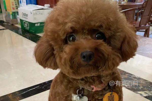 泰迪犬驱虫药使用注意事项：药量和使用时间的重要性