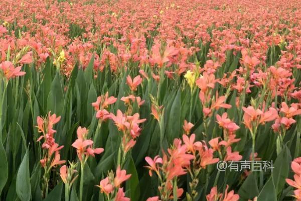 9月花期盛放的花有哪些？桂花、大丽花和美人蕉都是九月开花的品种