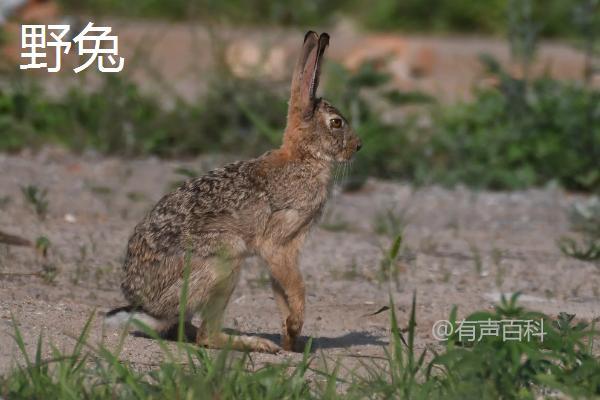 野兔饲养技巧：如何科学照顾野兔以确保其健康存活