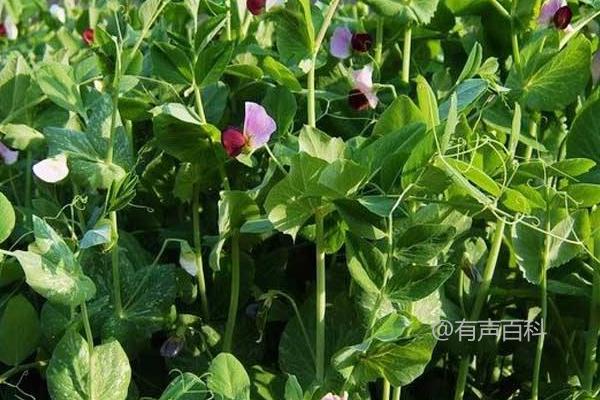 豌豆种植技巧：追施氮肥可加速植株生长