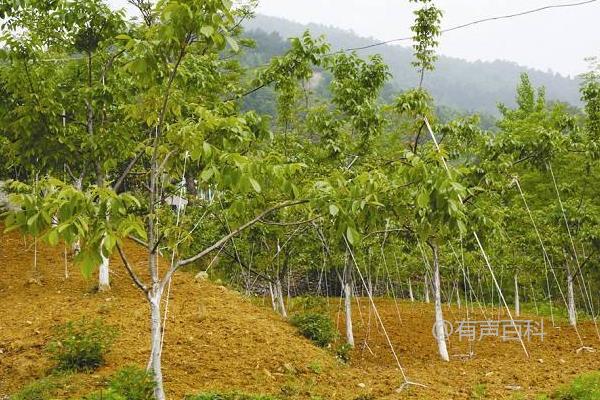 合理管理核桃树的方法及注意事项：适度浇水和施肥的技巧