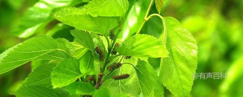 蛋白桑的种植方法及种植效益