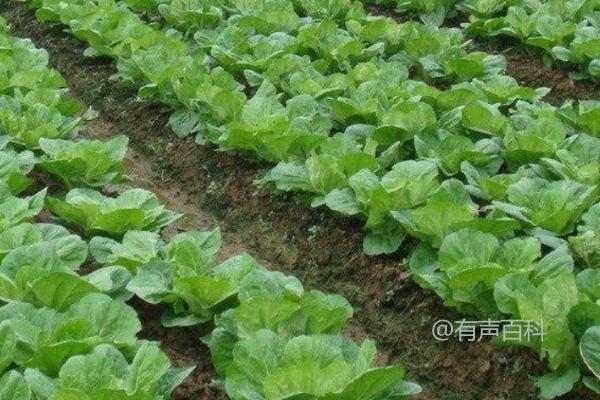 根据百度SEO规范修改后的文章标题可以是：

冬季白菜种植技巧：定植后划锄松土，地温提高需注意