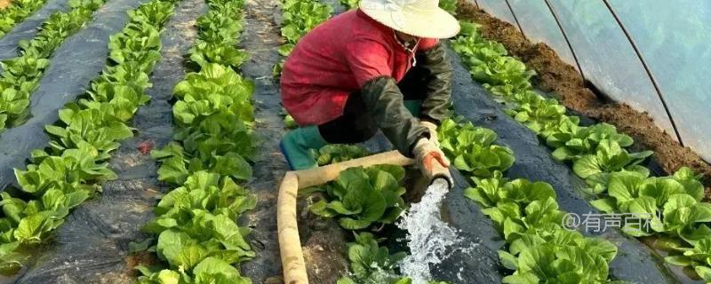 种植白菜多长时间浇一次水更合适，结球期每10