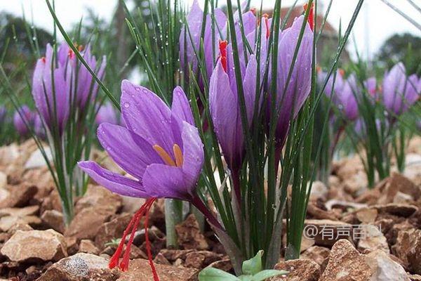 种植藏红花盆栽的正确方法及生长温度控制
