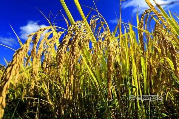 11月稻谷价格及质量鉴别方法