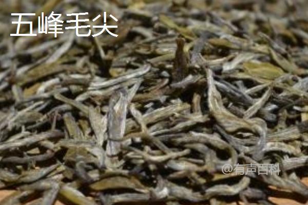 毛尖茶产地及特色分析