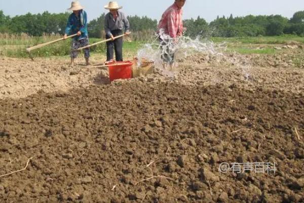 北方芒种节气适宜种植什么作物？