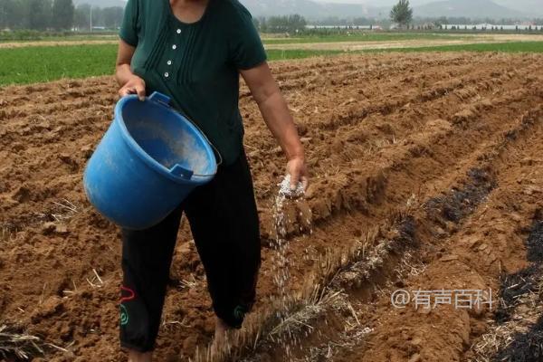 北方芒种节气适宜种植什么作物？