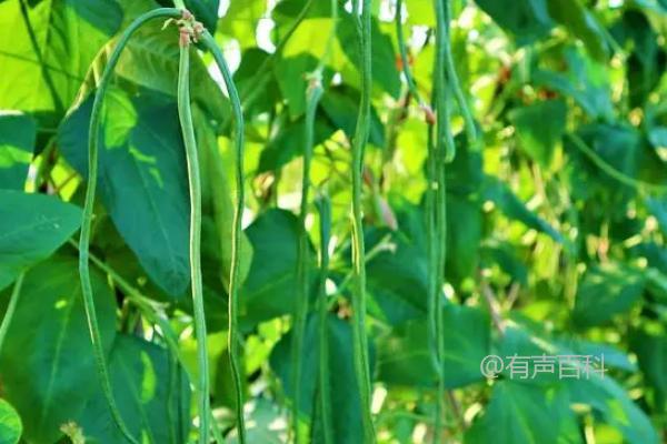 北方芒种节气适宜种植什么作物？