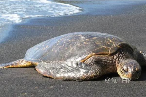 海龟如何过冬，冬季迁徙至温暖水域