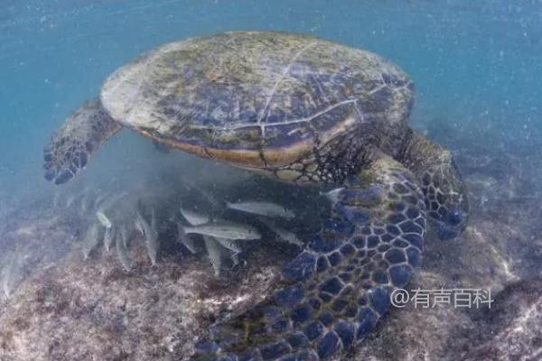 海龟如何过冬，冬季迁徙至温暖水域