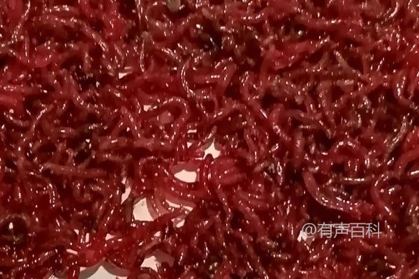 金鱼喂食频率与体型相关，多久喂一次食物最合适？