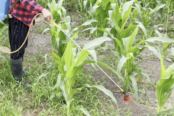 玉米钻心虫防治方法：幼虫和成虫的防治策略不同