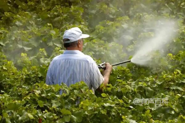 氢氧化铜的主要病害及其治疗方法