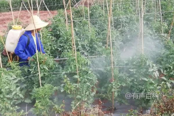 氢氧化铜的主要病害及其治疗方法