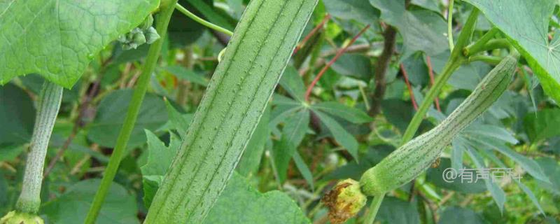 丝瓜露天种植时间及北方地区最佳种植季节