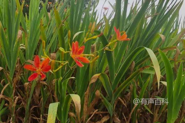 种植射干的收益分析，一亩约可获得3450元